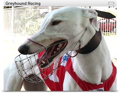 greyhound racing